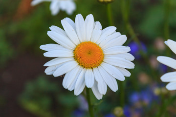 Fototapeta premium Bright and colorful daisies. floral background.