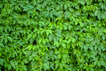 Fototapeta na wymiar natural background of green leaves texture
