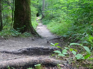wasserfall mit fluss im wald