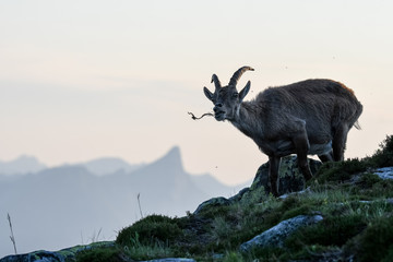funny feeding Alpine ibex in front of Stockhorn in the Bernese Alps
