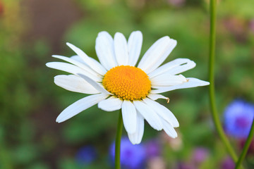 Obraz premium Bright and colorful daisies. floral background.