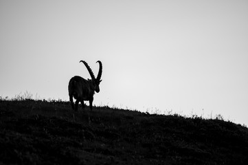 Silhouette eines männlichen Steinbocks in Alpwiese im Berner Oberland