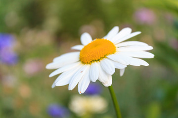 Fototapeta premium Bright and colorful daisies. floral background.