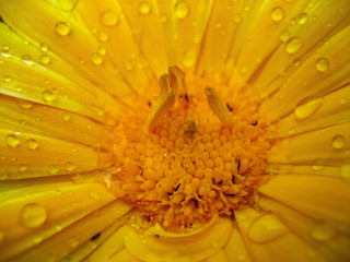 Beauty is calendula