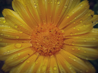 Beauty is calendula