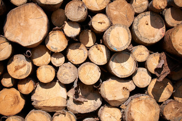 Fototapeta premium Stacked logs and woodpiles, lumber and wood industry