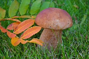 Boletus edulis, edible mushroom in forest. Porcini mushroom healthy and delicates food