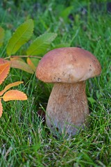 Boletus edulis, edible mushroom in forest. Porcini mushroom healthy and delicates food