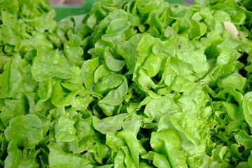 Eichblattsalat - frisch geerntet