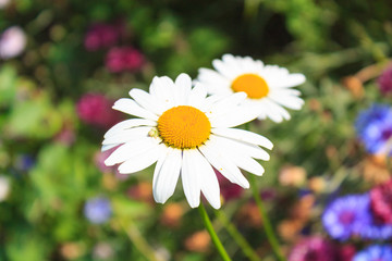 Fototapeta premium Bright and colorful daisies. floral background.