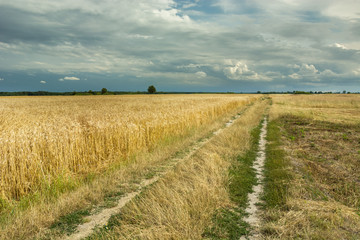 Fototapeta na wymiar Dirt road and field of grain