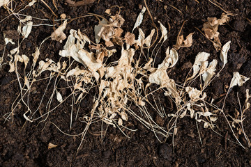 Closeup top view of dry grass on brown ground