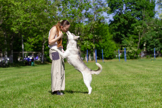 Young beautiful curly girl playing with her dog with a plate of frisbee in summer park. Siberian husky dog.