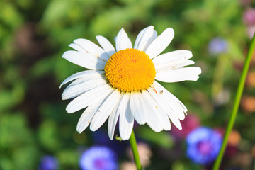 Fototapeta premium Bright and colorful daisies. floral background.