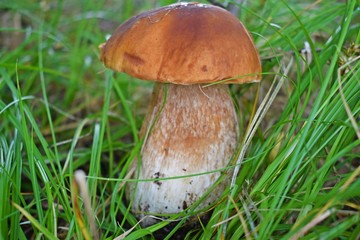 Boletus edulis, edible mushroom in forest. Porcini mushroom healthy and delicates food