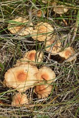 Fresh,edible mushrooms on the green grass in the forest.