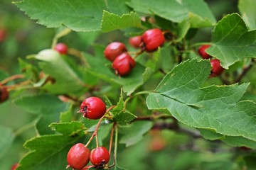 Red berries of wild hawthorn.Autumn time.