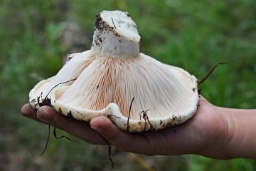 Lactarius vellereus-Fleecy milk mushroom close-up.Edible mushroom, the peppery-milk cap: also known scientifically as Lactifluus piperatus (Lactarius piperatus).