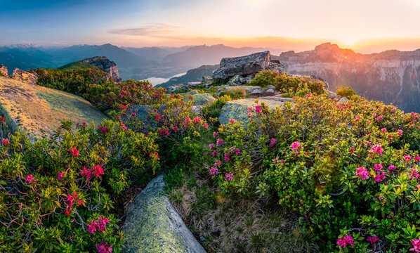 Abendstimmung mit Alpenrosen auf dem Niederhorn mit Blick Richtung Thunersee und Thun