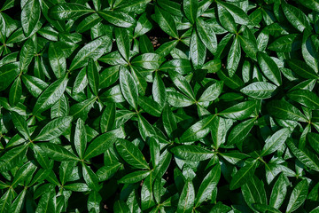 Background of green leaves in the sunlight.