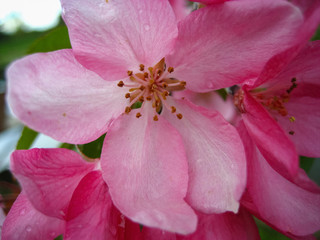 Fototapeta na wymiar Flowering apple tree