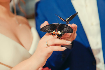 Newlyweds are holding live tropical butterflies