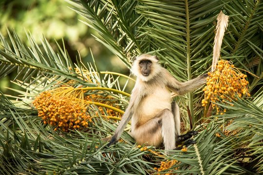 Gray langurs, sacred langurs, Indian langurs or Hanuman langurs are a group of Old World monkeys native to the Indian subcontinent, monkey sitting and eating on palm tree, adventure,Ranthambore, India
