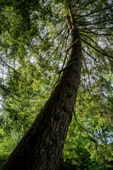 Fototapeta premium Tree Trunk in the Forest