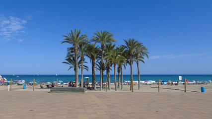 Naklejka premium Palmeras en la playa de Villajoyosa. 