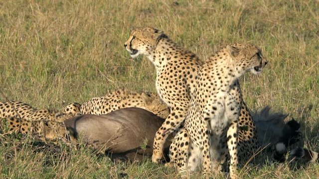 Wild cheetah in Masai Mara, Kenya