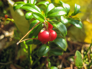Obraz premium Lingonberry (Cowberry)