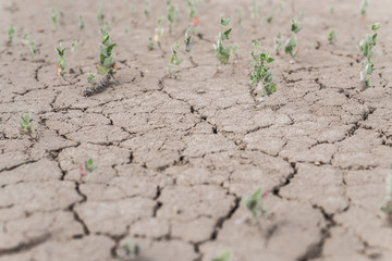 The texture of the dried cracked earth.