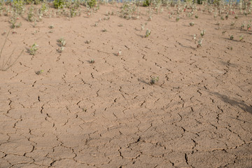 Drying plants on cracked dry ground.
