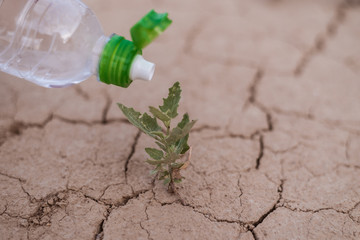 Watering a green plant with water on the dried cracked earth.