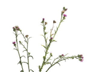 Fresh herbaceous plant, arctium burdock, thistle isolated on white background