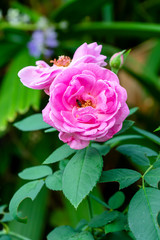 Pink of Damask Rose flower in blur background