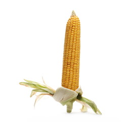 Corn ear, maize with leaves, tassel isolated on white background