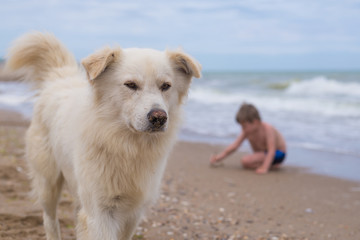 White big dog walking along the seashore. The child is sitting on the back of the blur in the sand.