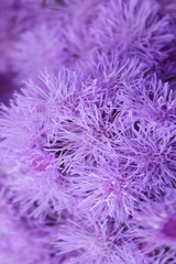 Abstract blurred  blue background. Blurred nature texture background.Blurred image of blue flowers, close up.