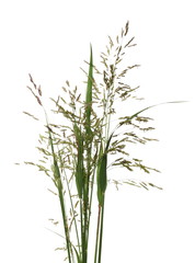 Fresh cane, reed seeds and grass, bulrush isolated on white background, clipping path