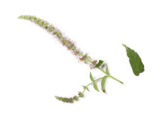 Wild mint, peppermint plant isolated on white background, top view
