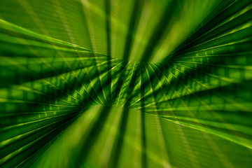 Close up of green palm leaf background