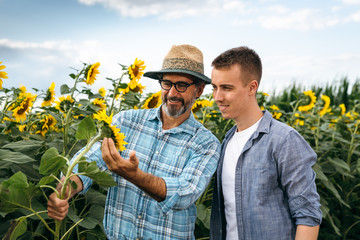 agronomist worker examine sunflower in sunflower field