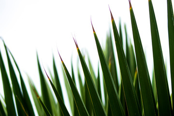 Close up of green palm leaf background