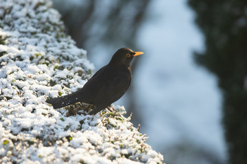 Blackbird in Snow