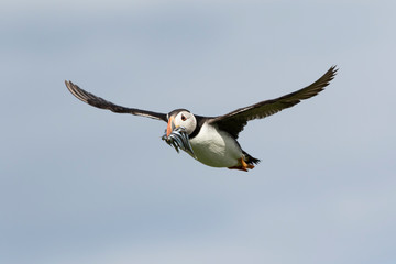Puffin in Flight with Sand Eels