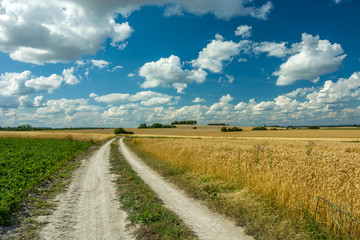 Fototapeta na wymiar Road through fields and white clouds in the sky