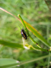 Beetle on a branch