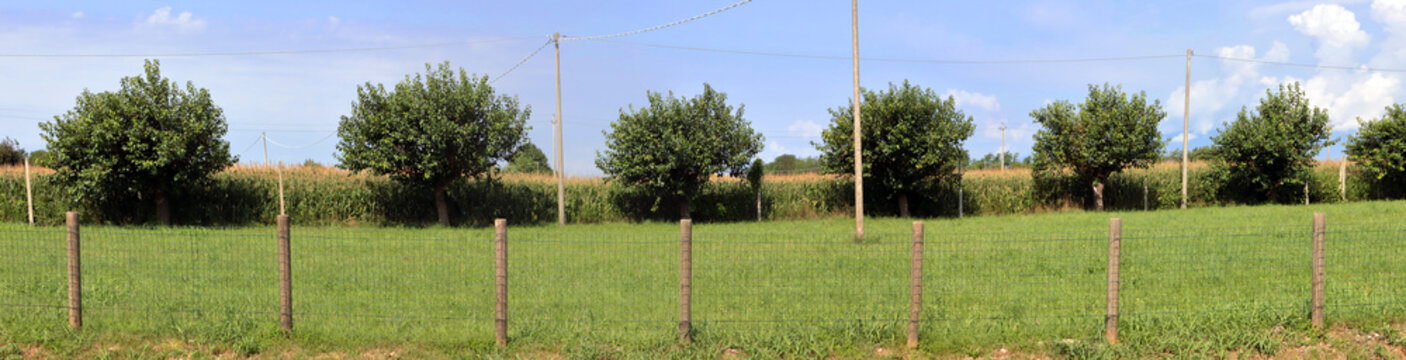 campo con recinto ed alberi da frutto nella campagna rurale, field with fence and fruit trees in the rural countryside