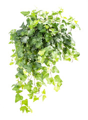 ivy leaves isolated on a white background